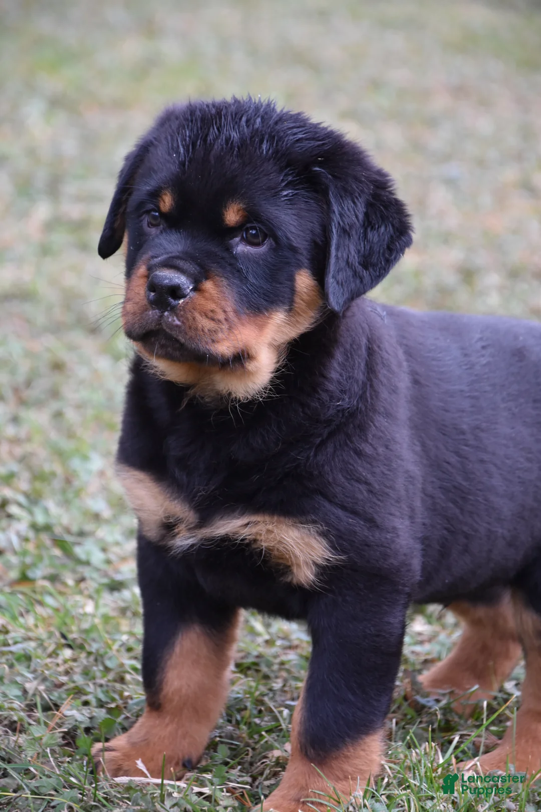 Rottweiler dogs for sale: Rockstar - Ad 2