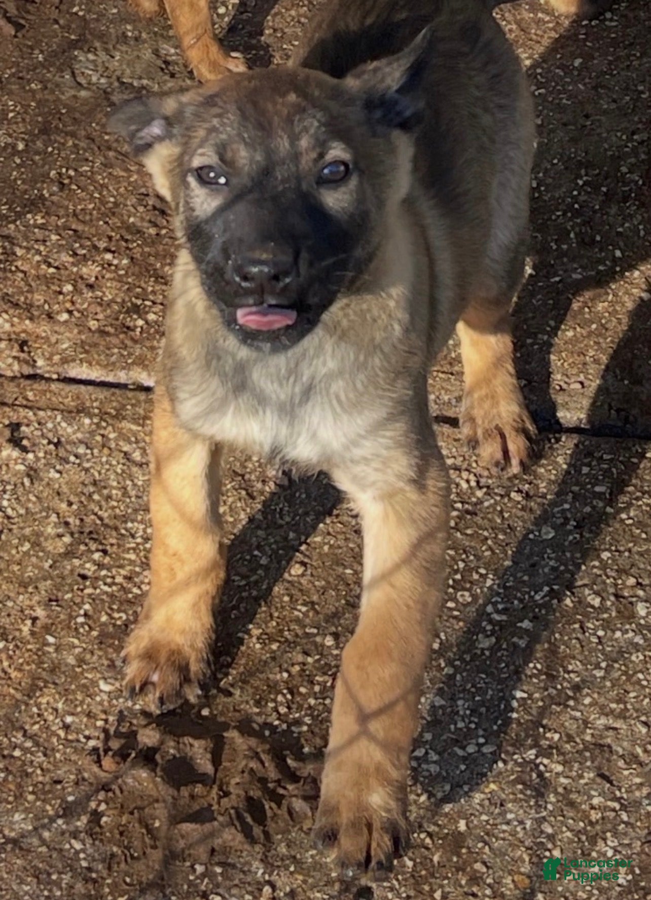 Belgian Malinois dogs Belgian Malinois Puppy 4 - Ad 1