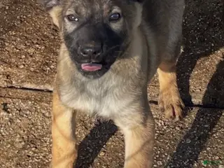 Belgian Malinois dogs for sale: Belgian Malinois Puppy 4 - Ad 2