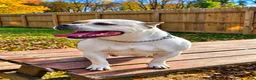 American Bully dogs for sale: 9x Kennels Björn Ironside Aka Cubb  - Ad 31