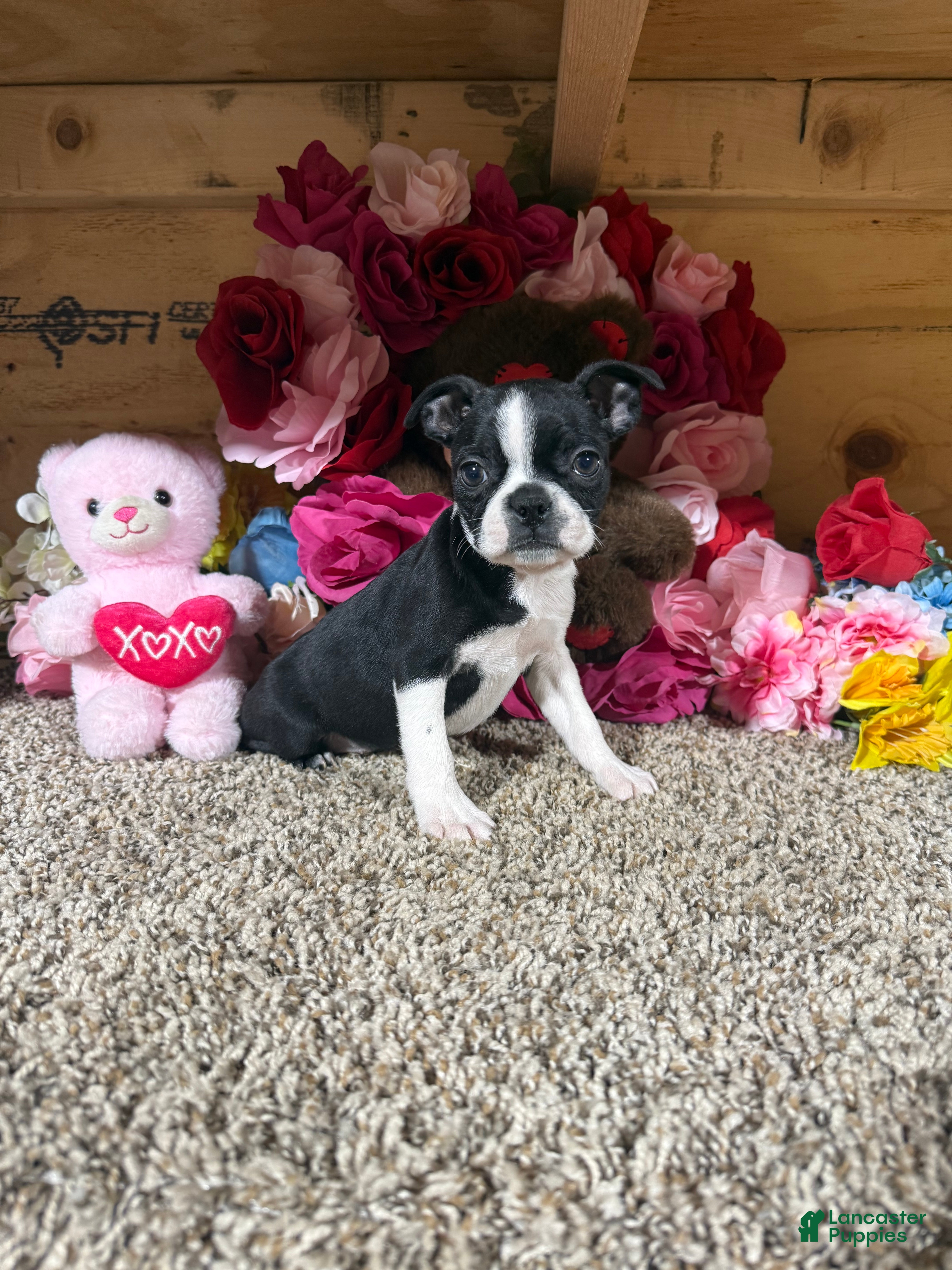 Boston Terrier dogs Boston Terrier Puppy 3 - Ad 2