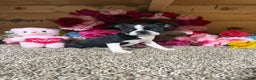 Boston Terrier dogs for sale: Boston Terrier Puppy 3 - Ad 2