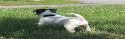 Toy Fox Terrier dogs for sale: Millie - Ad 10