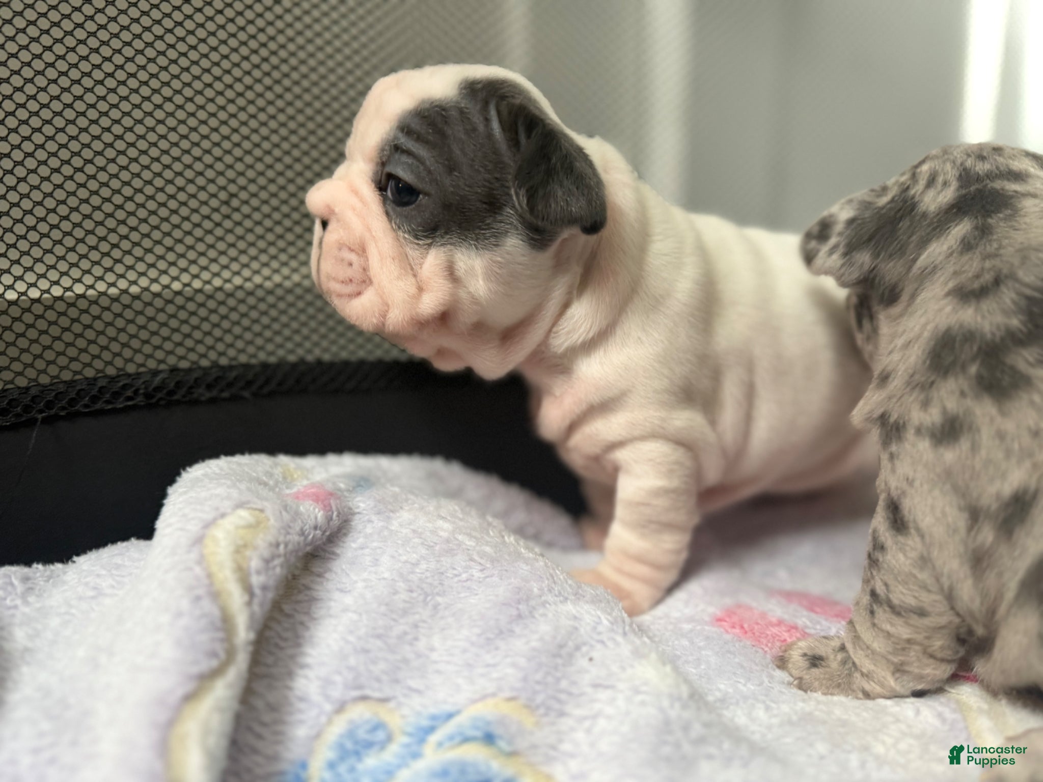 French Bulldog dogs Ying - Ad 2