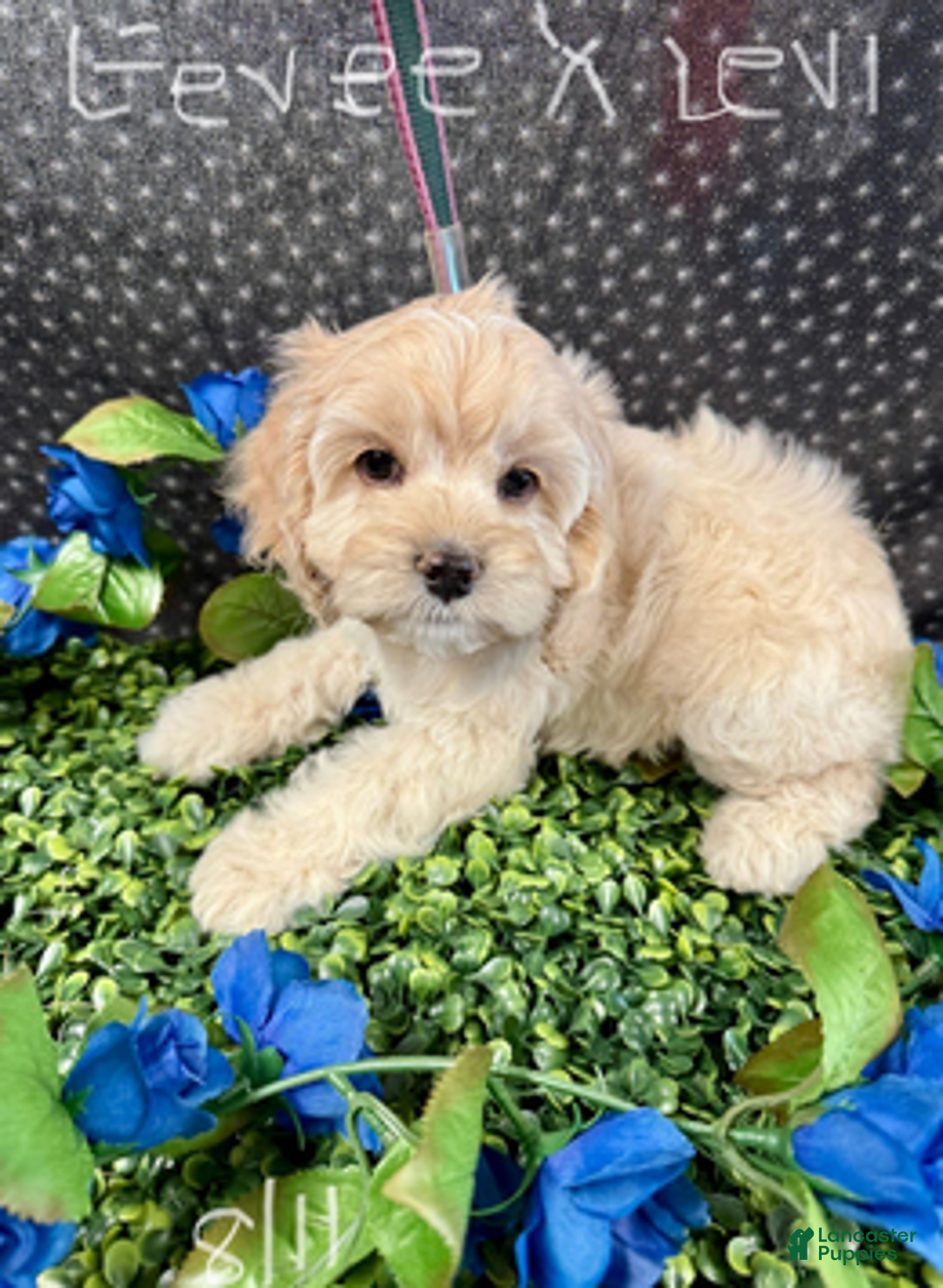 Cockapoo dogs for sale: Eevee Boy1 - Ad 8