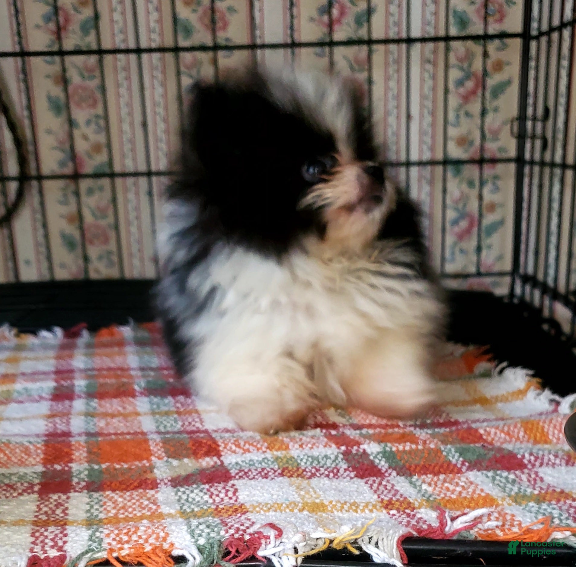 Pomeranian dogs Pomeranian Puppy 2 - Ad 17