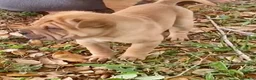 Shar Pei dogs for sale: Goose - Ad 33