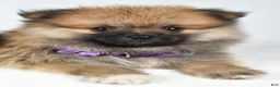 Pomeranian dogs for sale: Frisky - Ad 8
