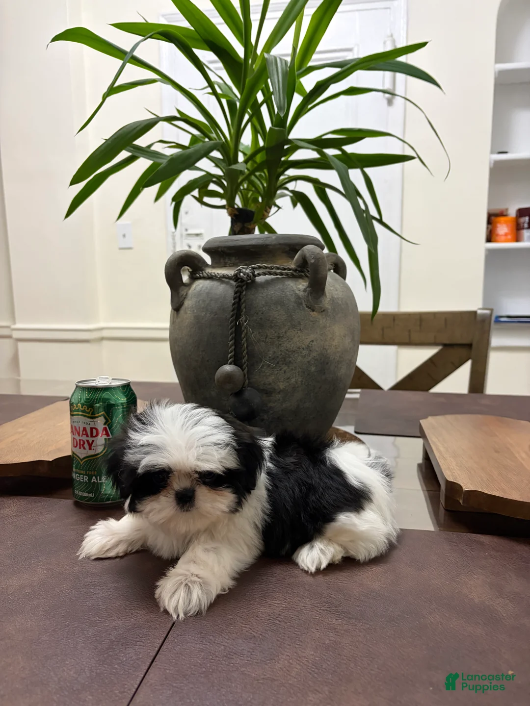Shih Tzu dogs for sale: May - Ad 2