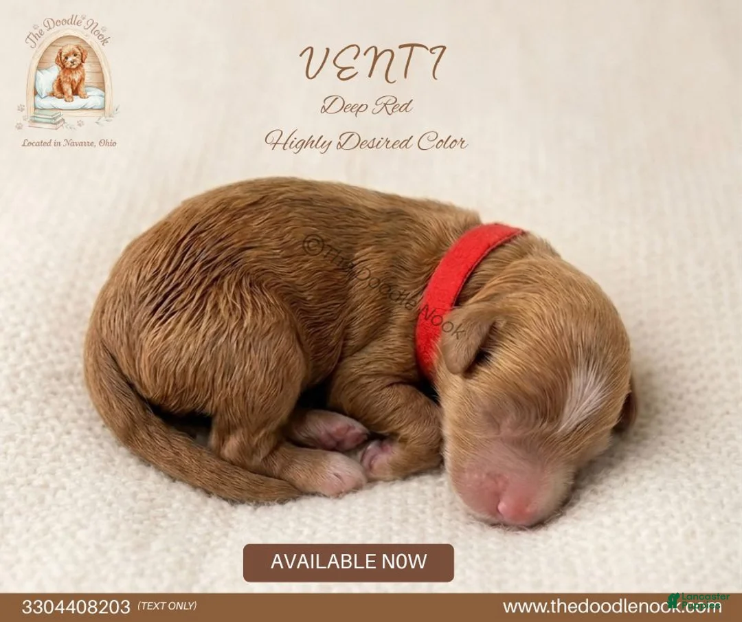 Mini Goldendoodle dogs for sale: 🐾 🐶 VENTI - Ad 1