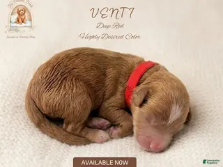 Mini Goldendoodle dogs for sale: 🐾 🐶 VENTI - Ad 4