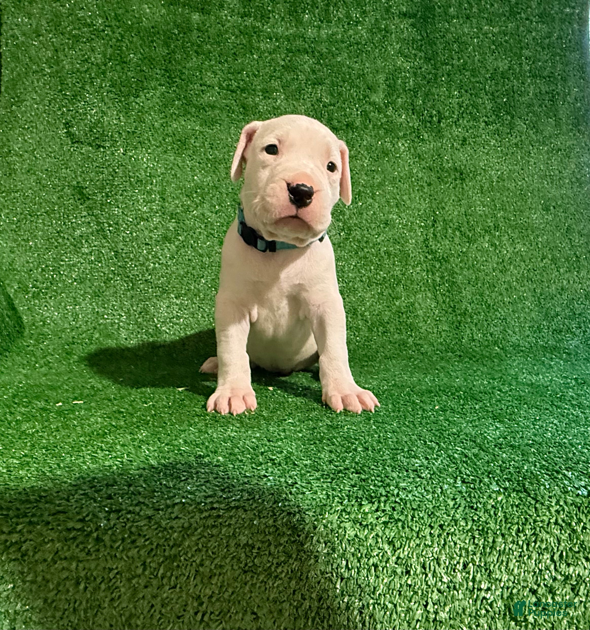 Dogo Argentino dogs Blue female - Ad 2