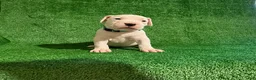 Dogo Argentino dogs for sale: Blue female - Ad 2
