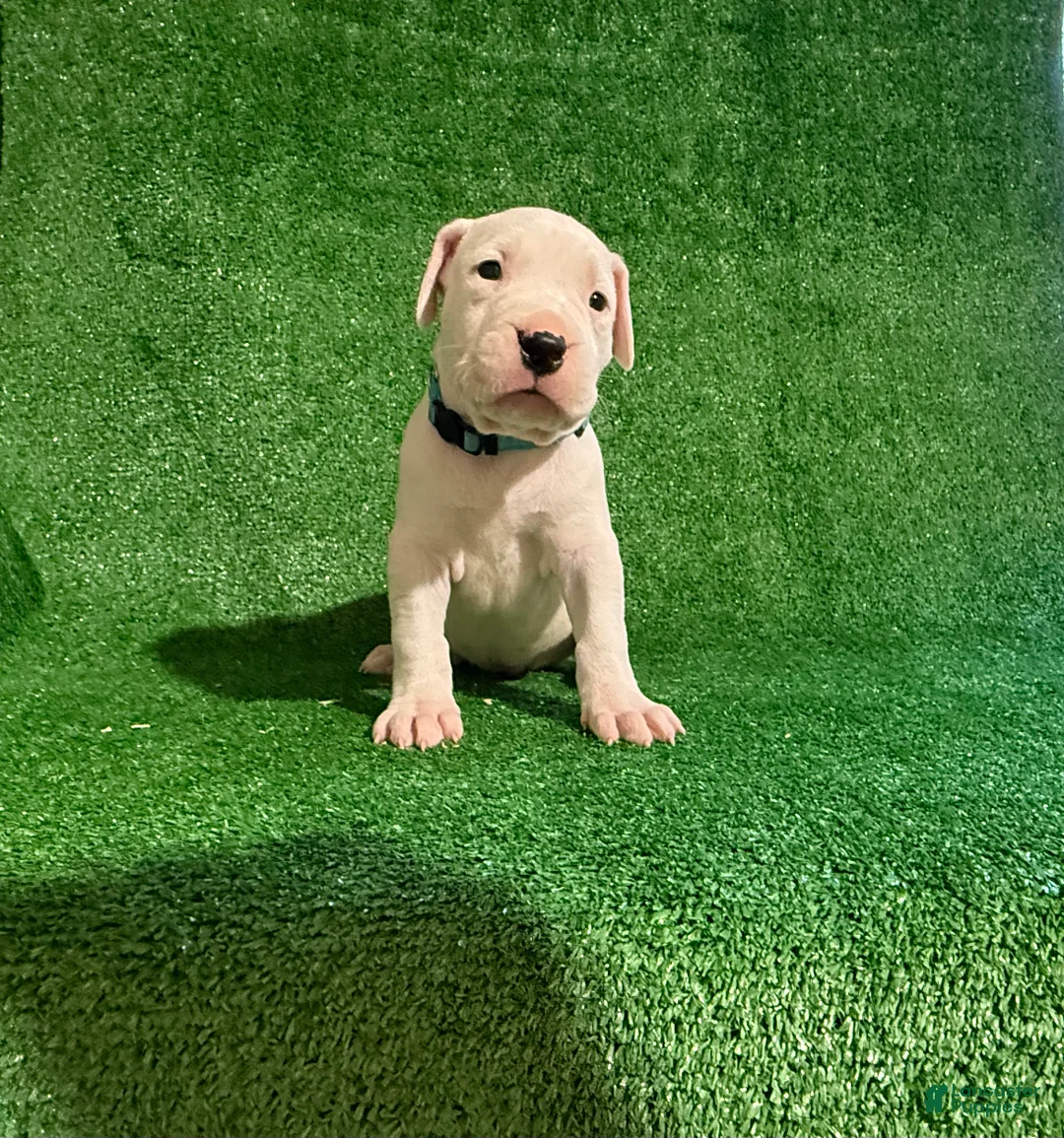 Dogo Argentino dogs for sale: Blue female - Ad 2