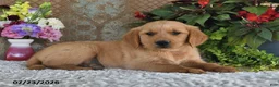 Golden Retriever dogs for sale: Mason - Ad 5