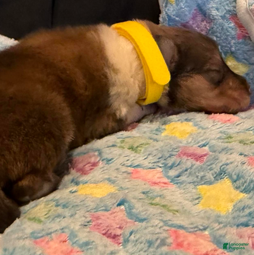 Collie dogs for sale: Jack - Ad 3