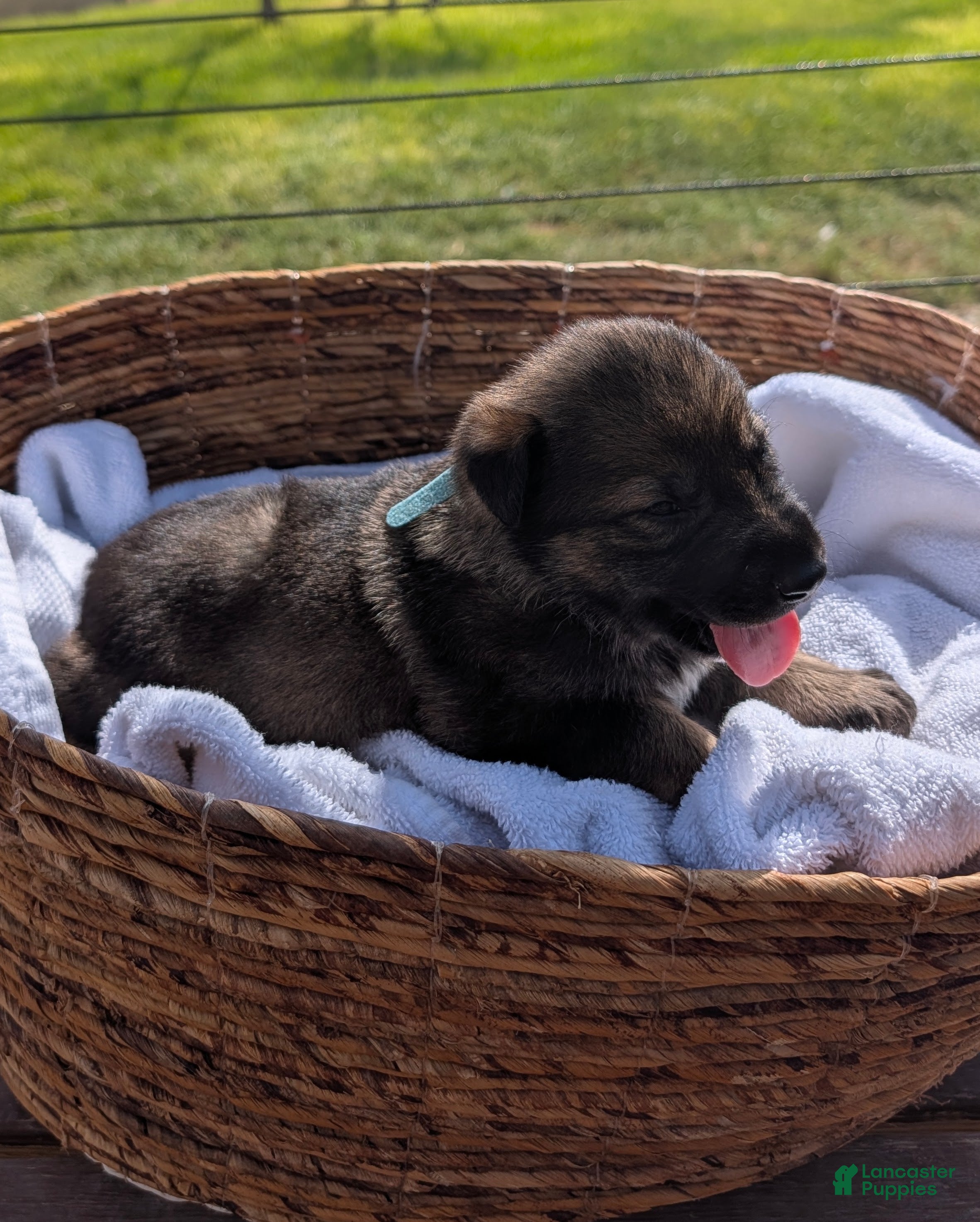 Mixed Breed dogs Blue Rasberry - Ad 5