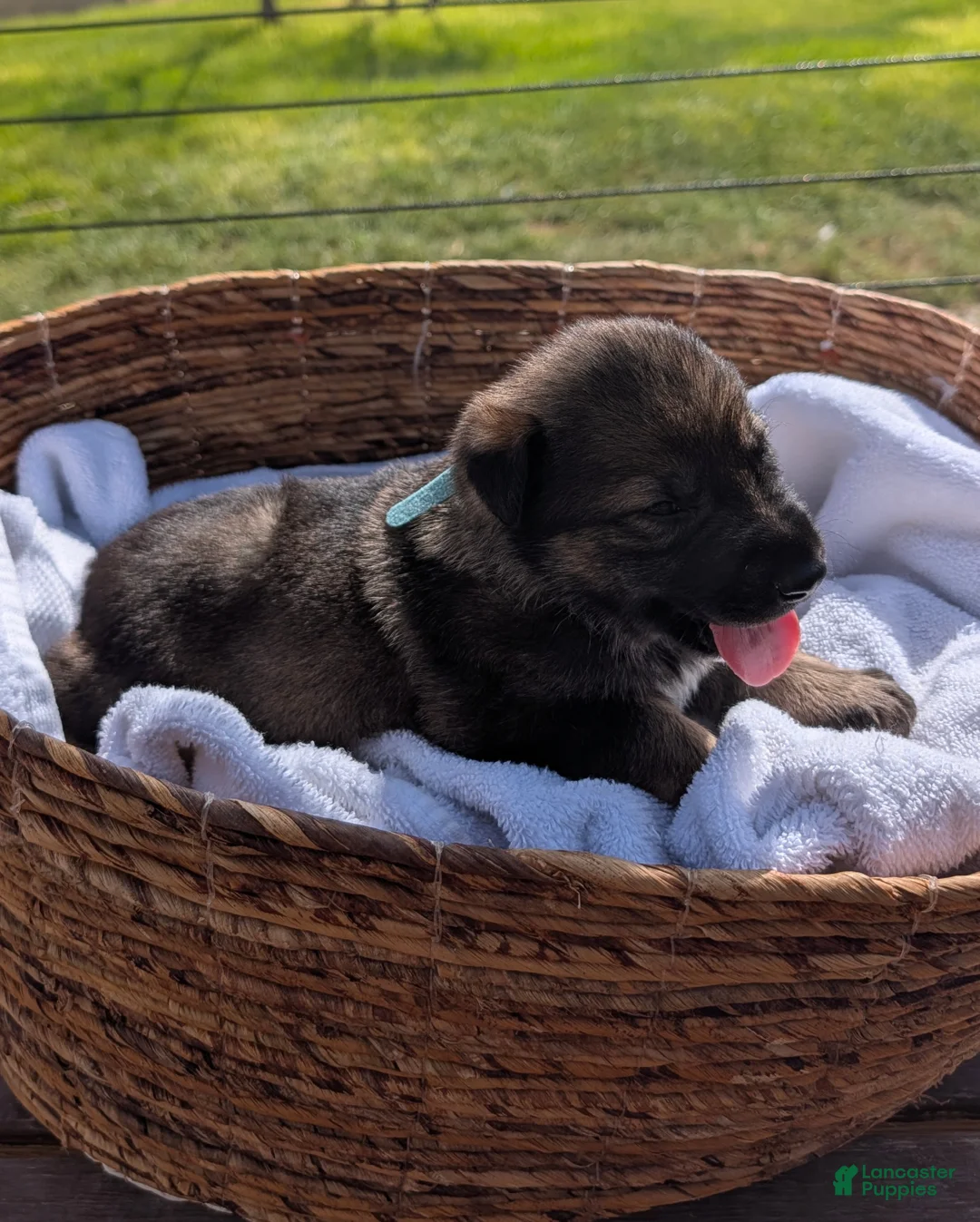 Mixed Breed dogs for sale: Blue Rasberry - Ad 1