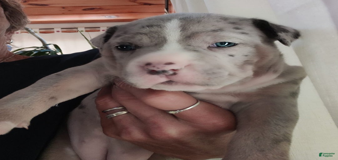 Gallery Image {{count}}