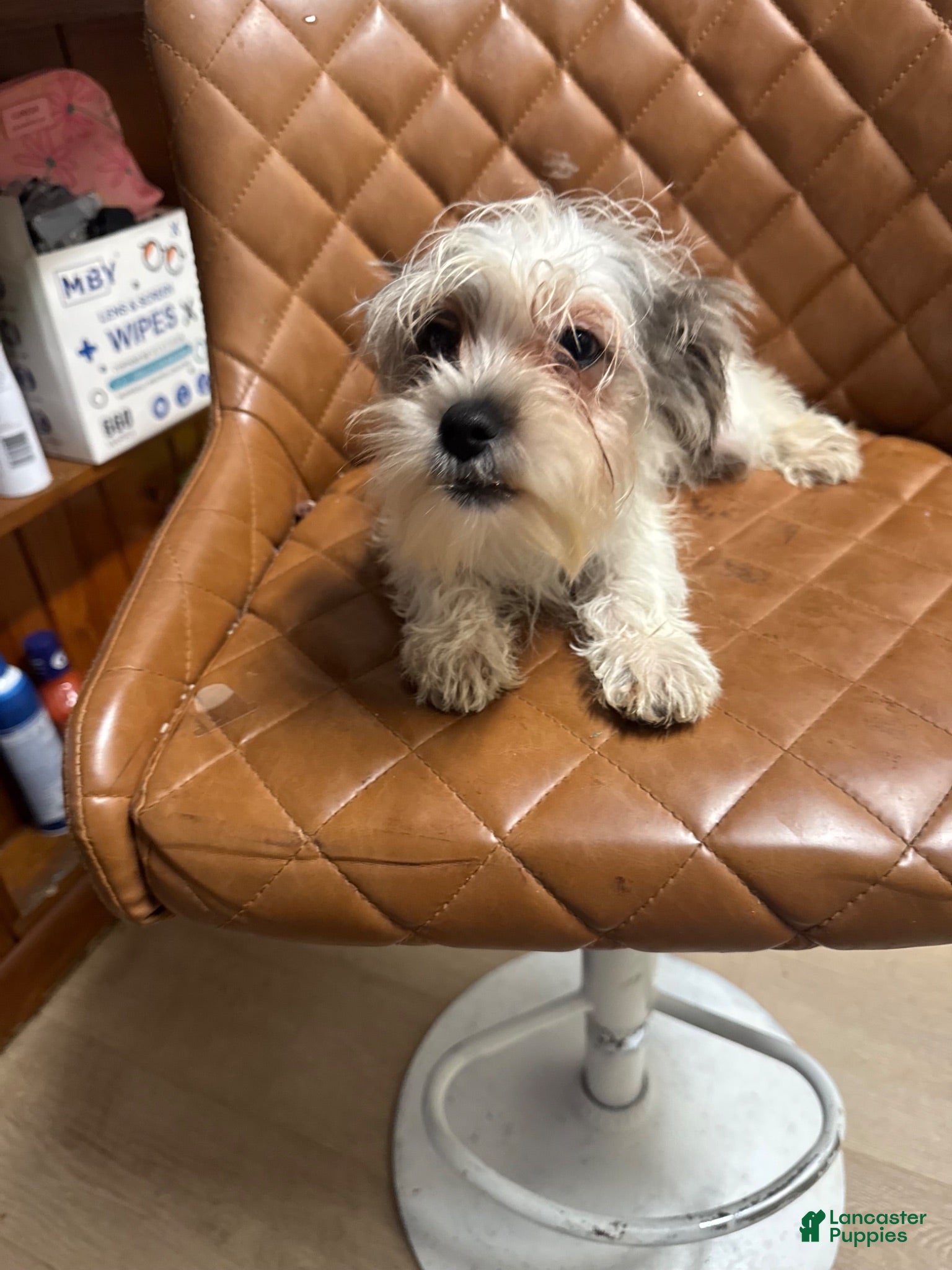 Mixed Breed dogs Mixed Breed 1 - Ad 19
