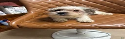 Mixed Breed dogs for sale: Mixed Breed 1 - Ad 1
