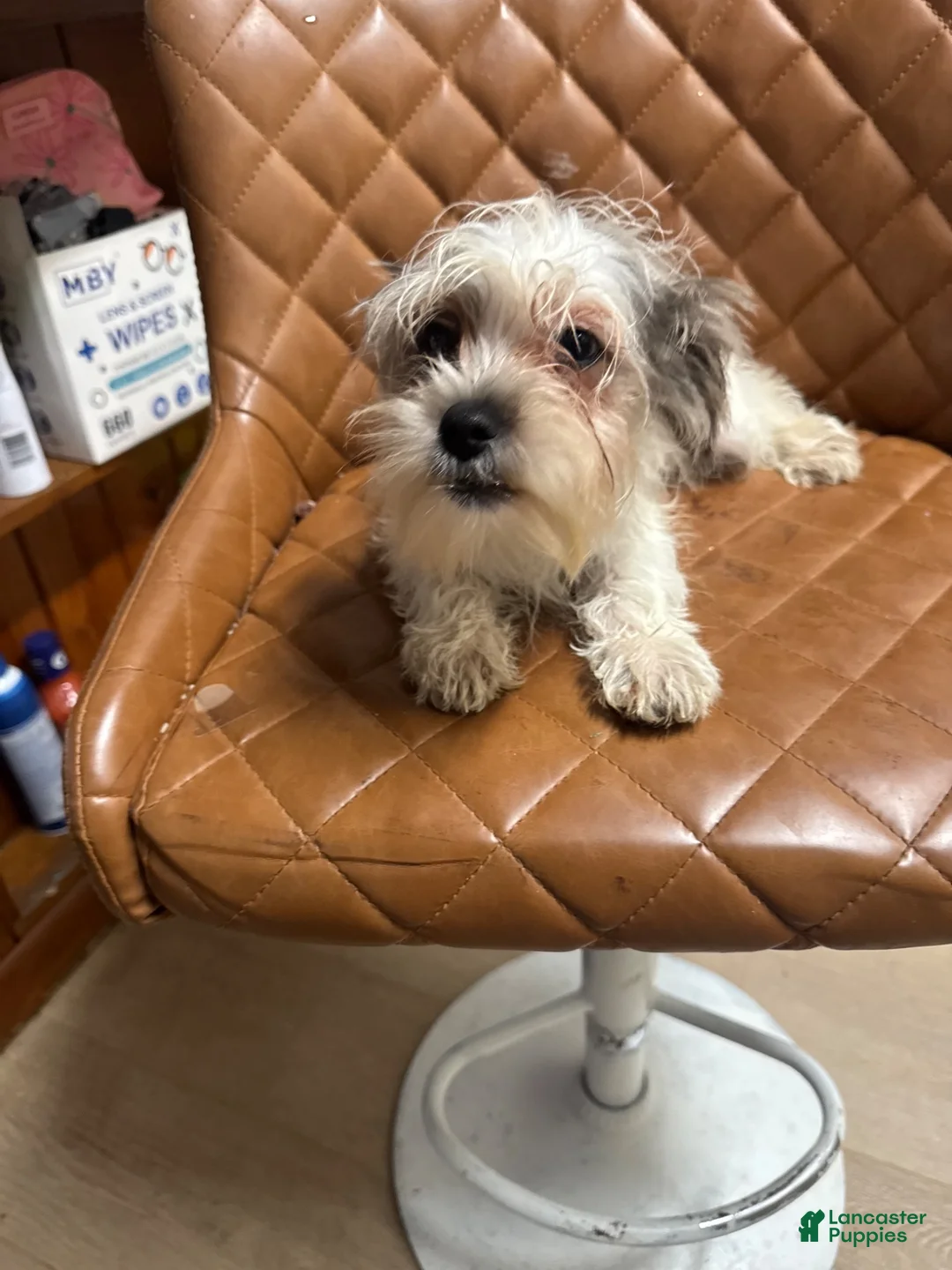 Mixed Breed dogs for sale: Mixed Breed 1 - Ad 1