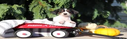 Dachshund dogs for sale: Bailey - Ad 5