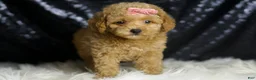 Maltipoo dogs for sale: Adore - Ad 5