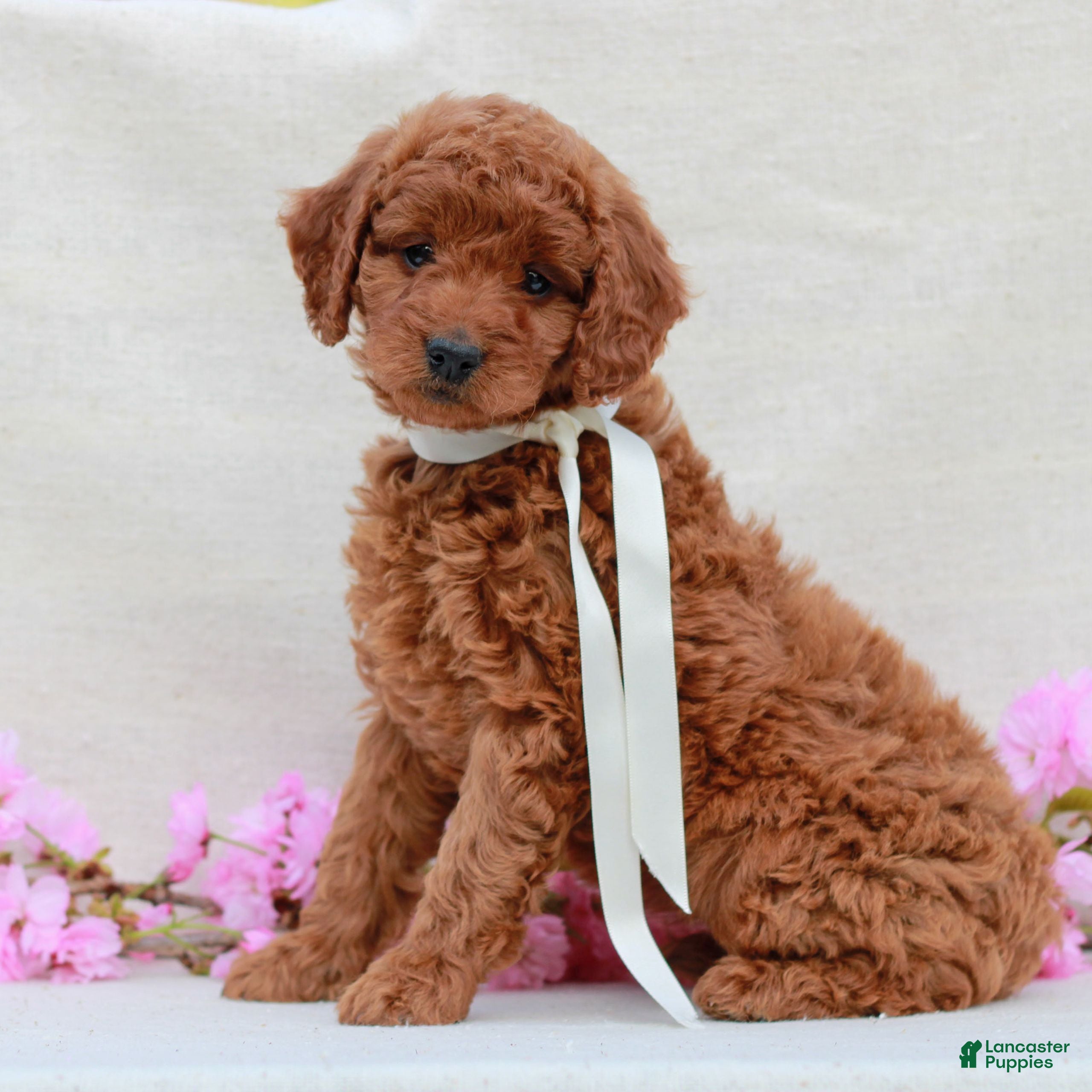 Irish Doodle dogs Blossom  - Ad 1