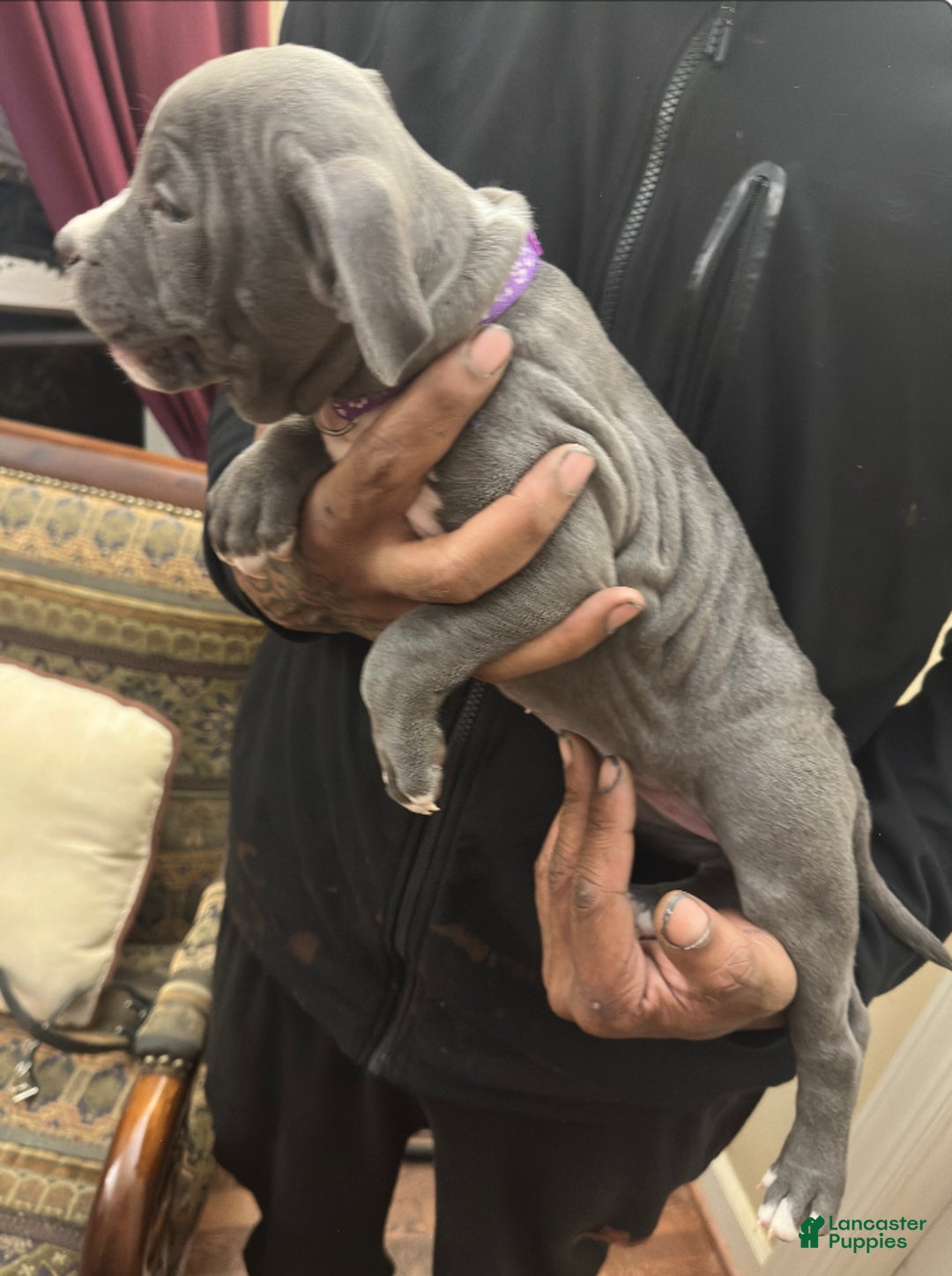 American Bully dogs for sale: Sadie (Purple) ABKC Blue - Ad 3