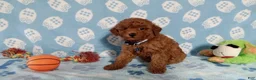 Toy Poodle dogs for sale: Toy Poodle 1 - Ad 3