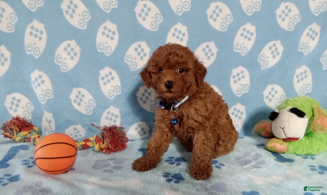 Toy Poodle dogs for sale: Toy Poodle 1 - Ad 3