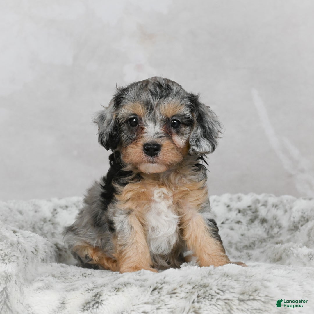 Cavapoo dogs for sale: Luna - Ad 4