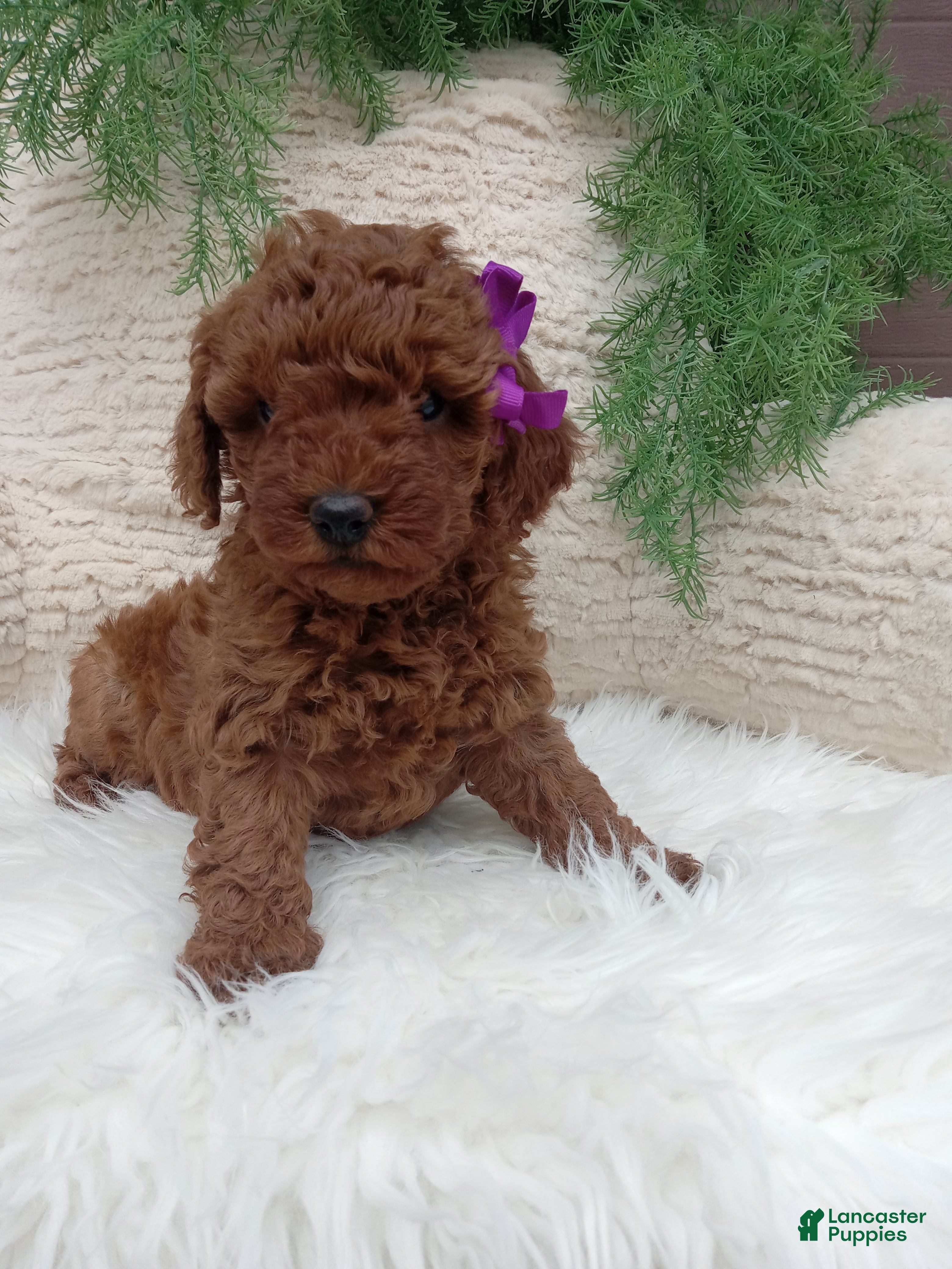 Miniature Poodle dogs Willow - Ad 1