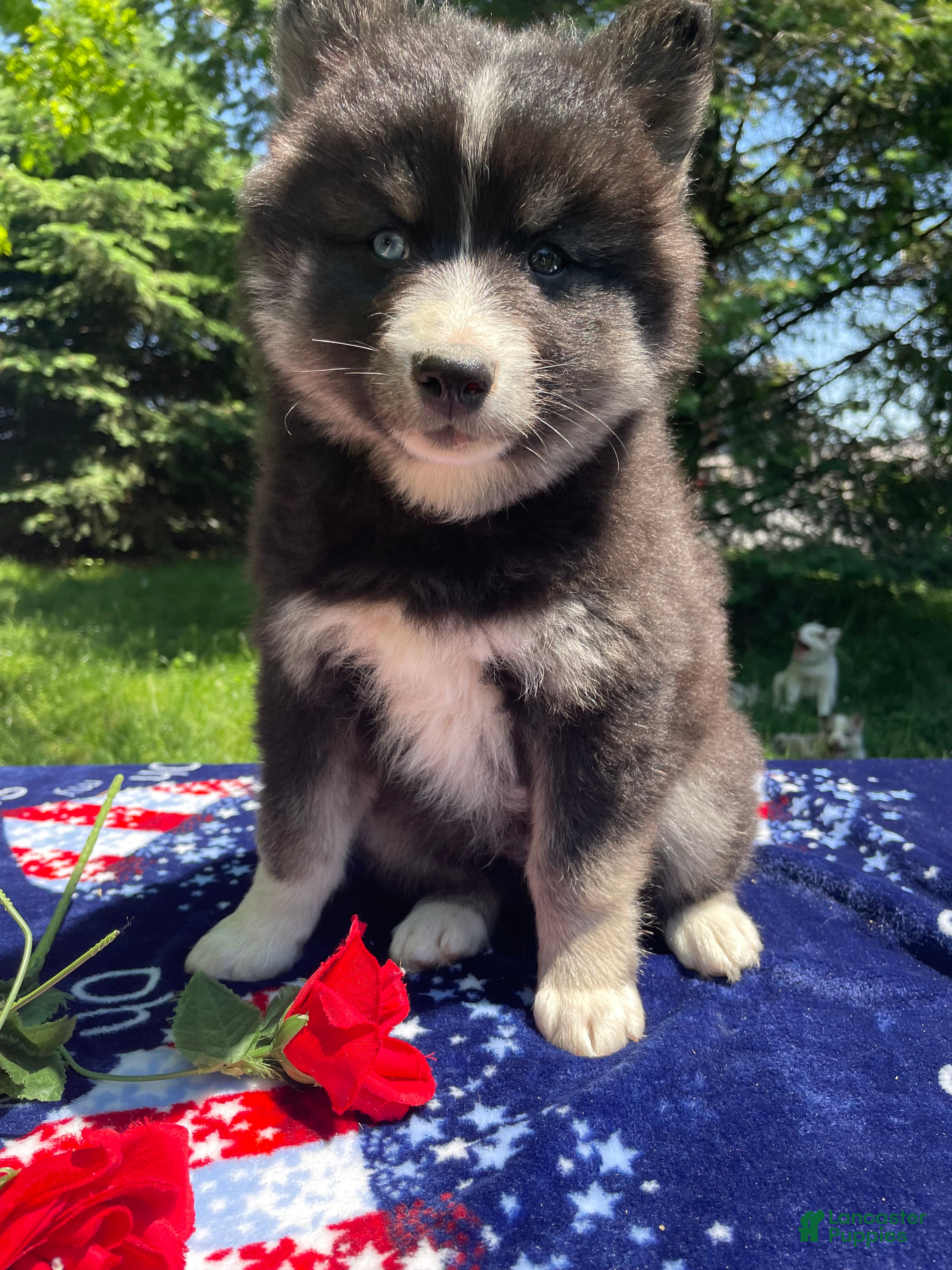 Pomsky dogs Lucas - Ad 39