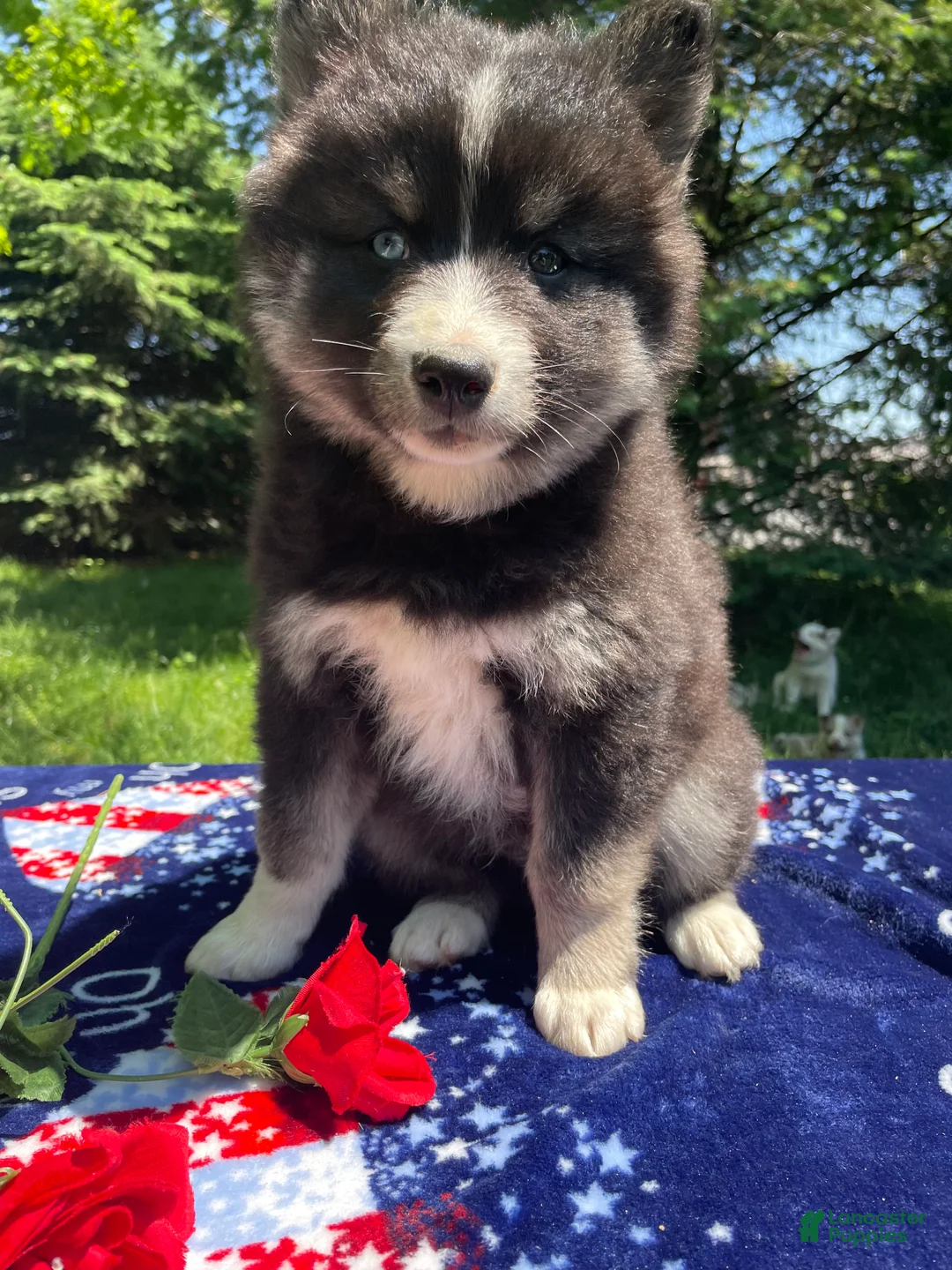 Pomsky dogs for sale: Lucas - Ad 1