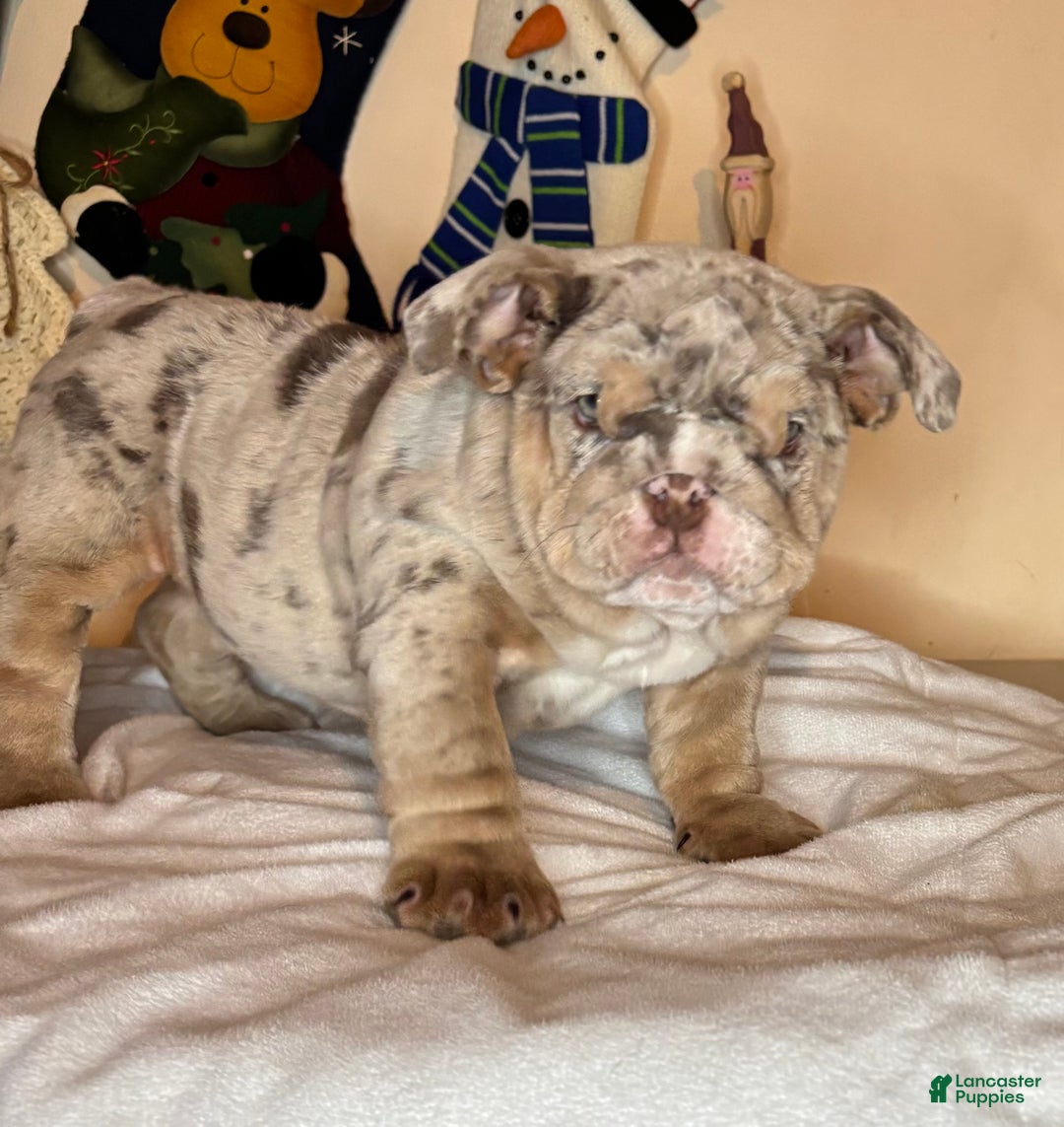 English Bulldog dogs for sale: Cookies - Ad 1
