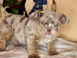 English Bulldog dogs Cookies - Ad 31