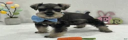 Miniature Schnauzer dogs for sale: Gypsy Male 1 - Ad 3