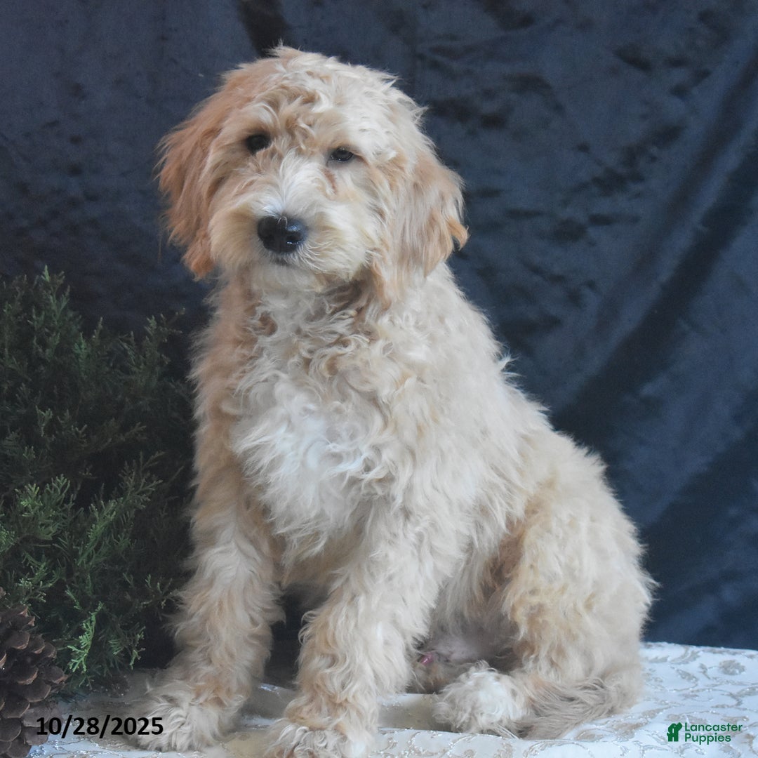 Goldendoodle dogs for sale: Gavin - Ad 5