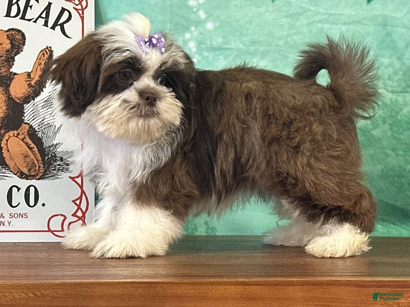 Teddy Bear dogs for sale: River - Ad 1