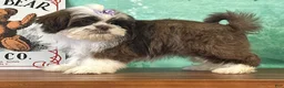 Teddy Bear dogs for sale: River - Ad 1