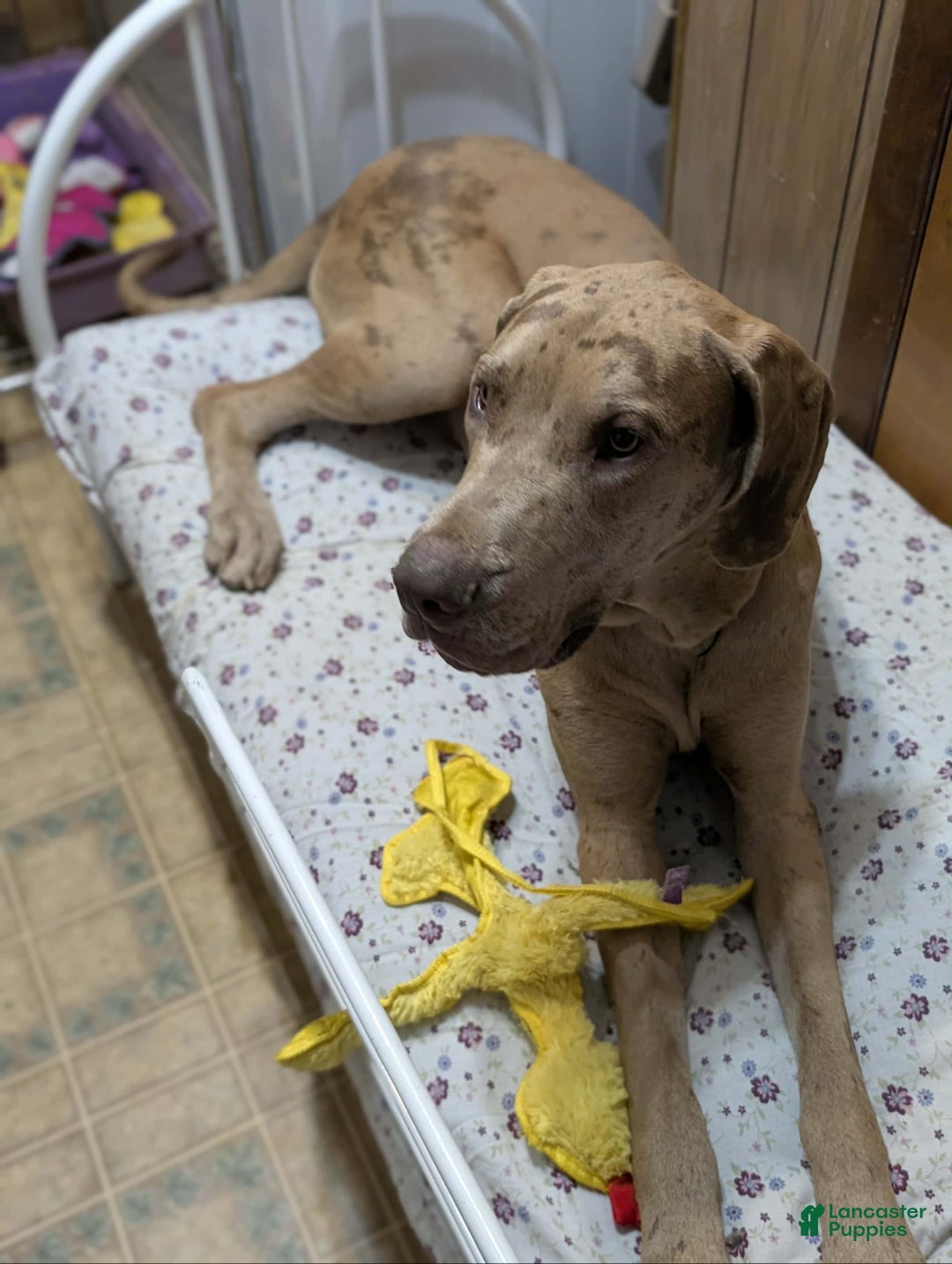 Great Dane dogs for sale: Great Dane Puppy 1 - Ad 17