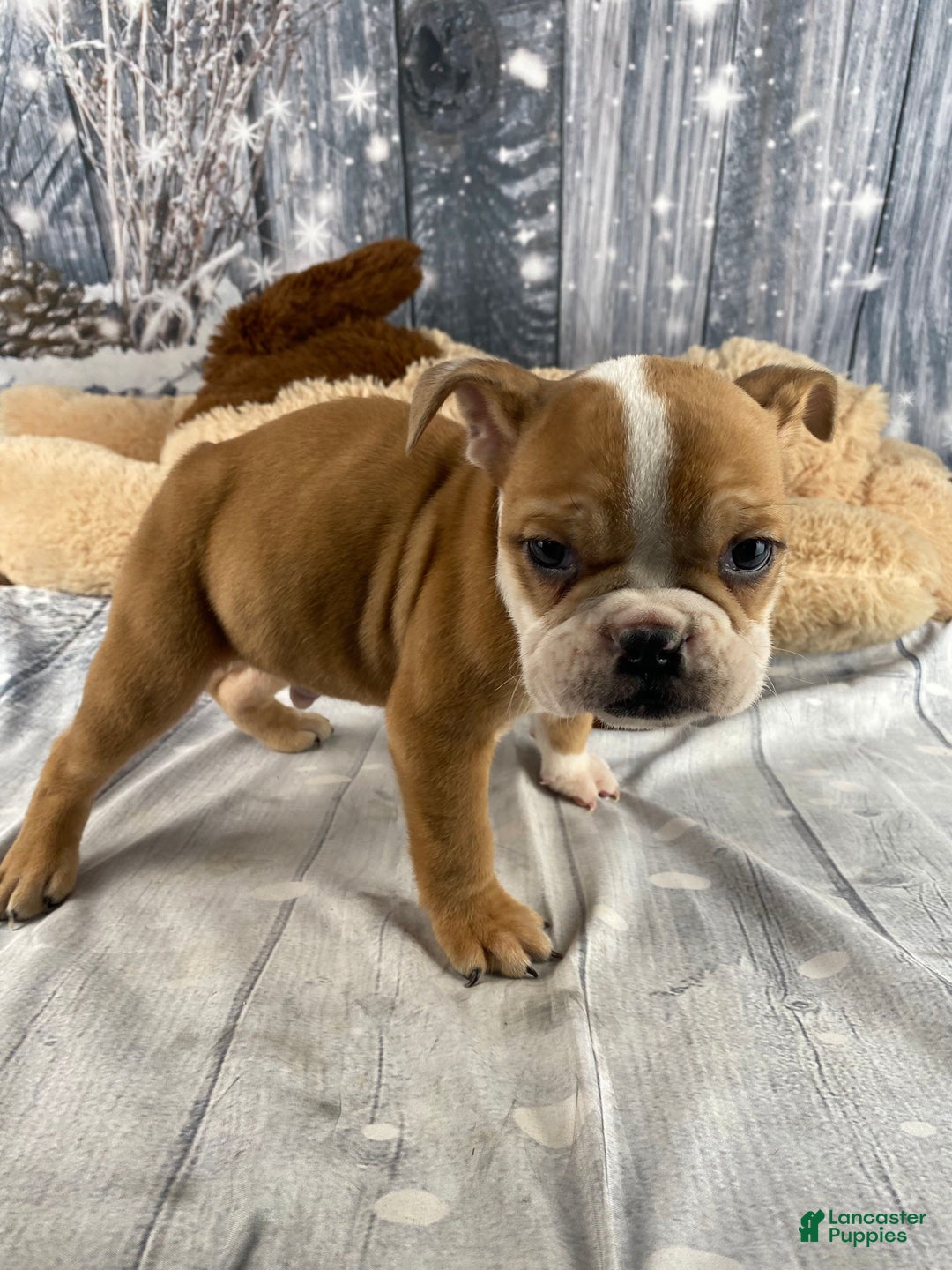 English Bulldog dogs for sale: Cody - Ad 7
