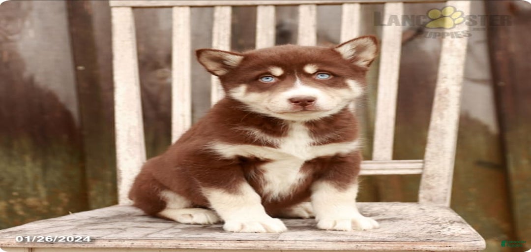 Gallery Image {{count}}