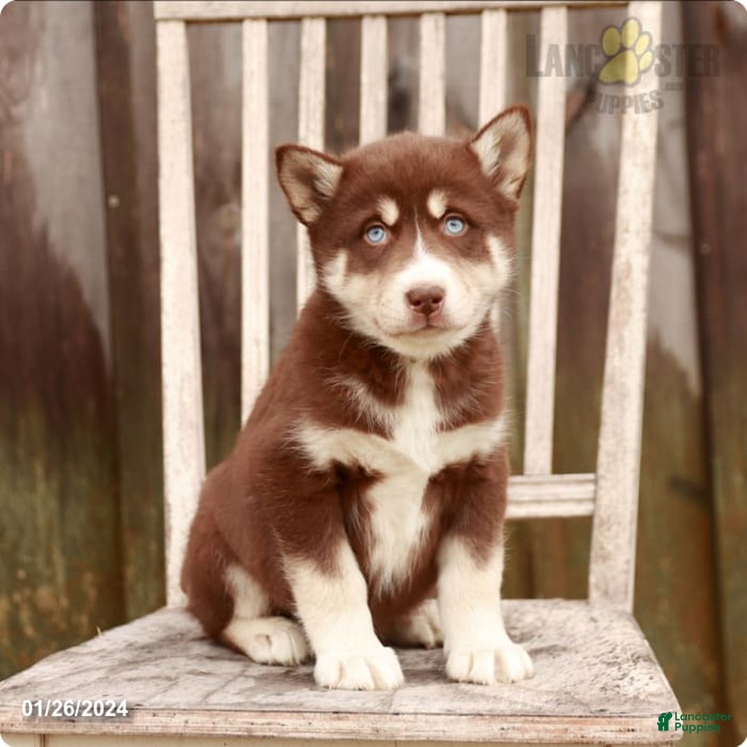 Gallery Image {{count}}