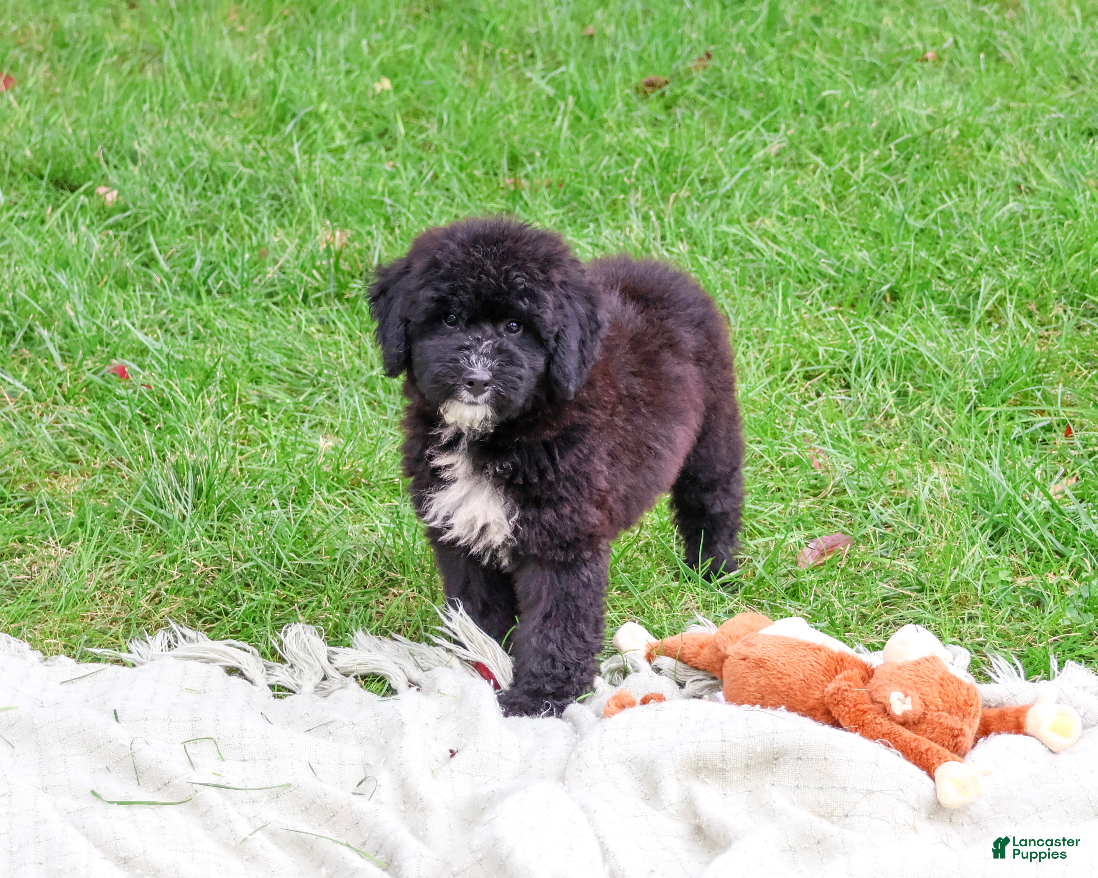 Saint Berdoodles dogs Wrenly - Ad 13