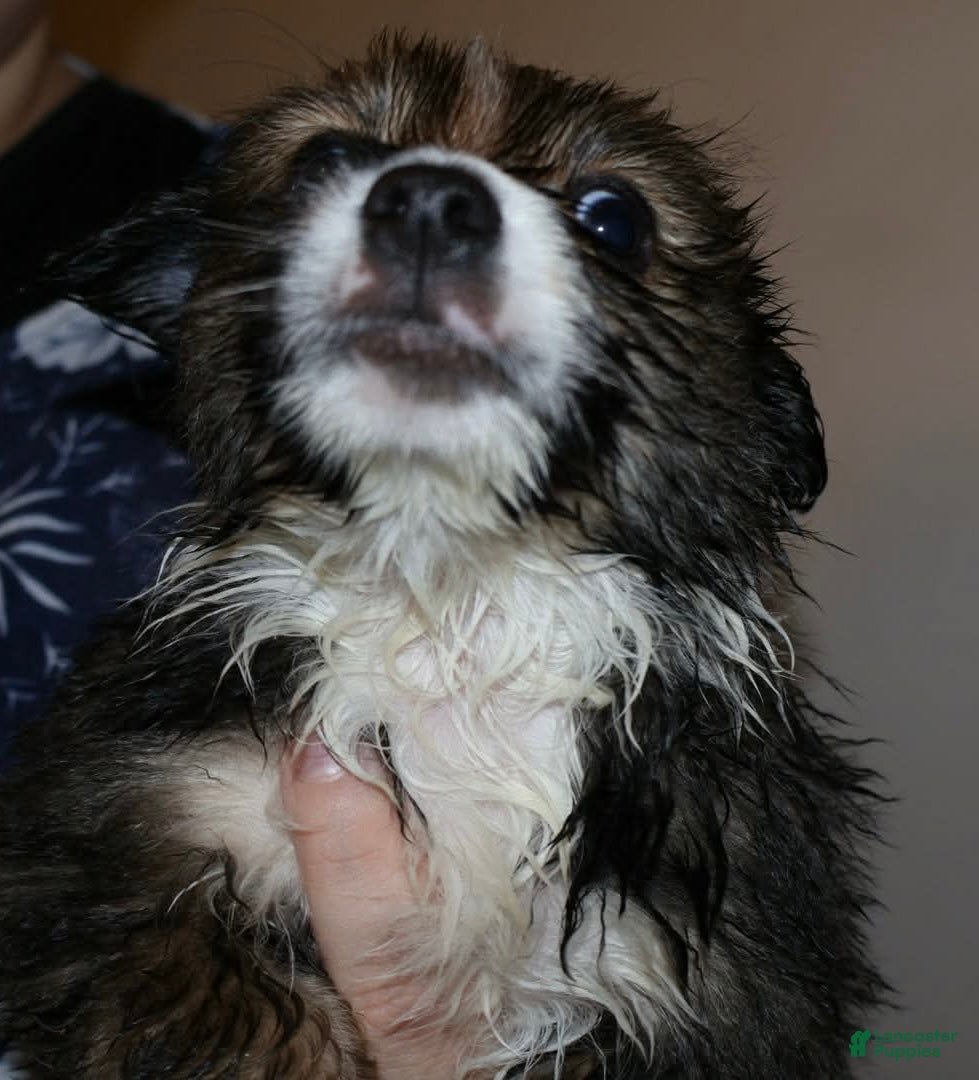 Mixed Breed dogs Obi - Ad 19
