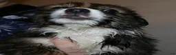 Mixed Breed dogs for sale: Obi - Ad 1