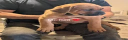Mixed Breed dogs for sale: Mr. Red - Ad 4